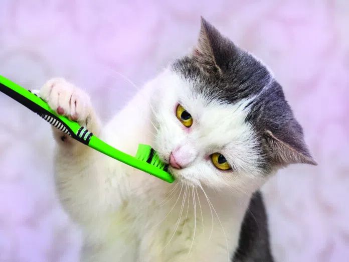 Cat Toothbrush