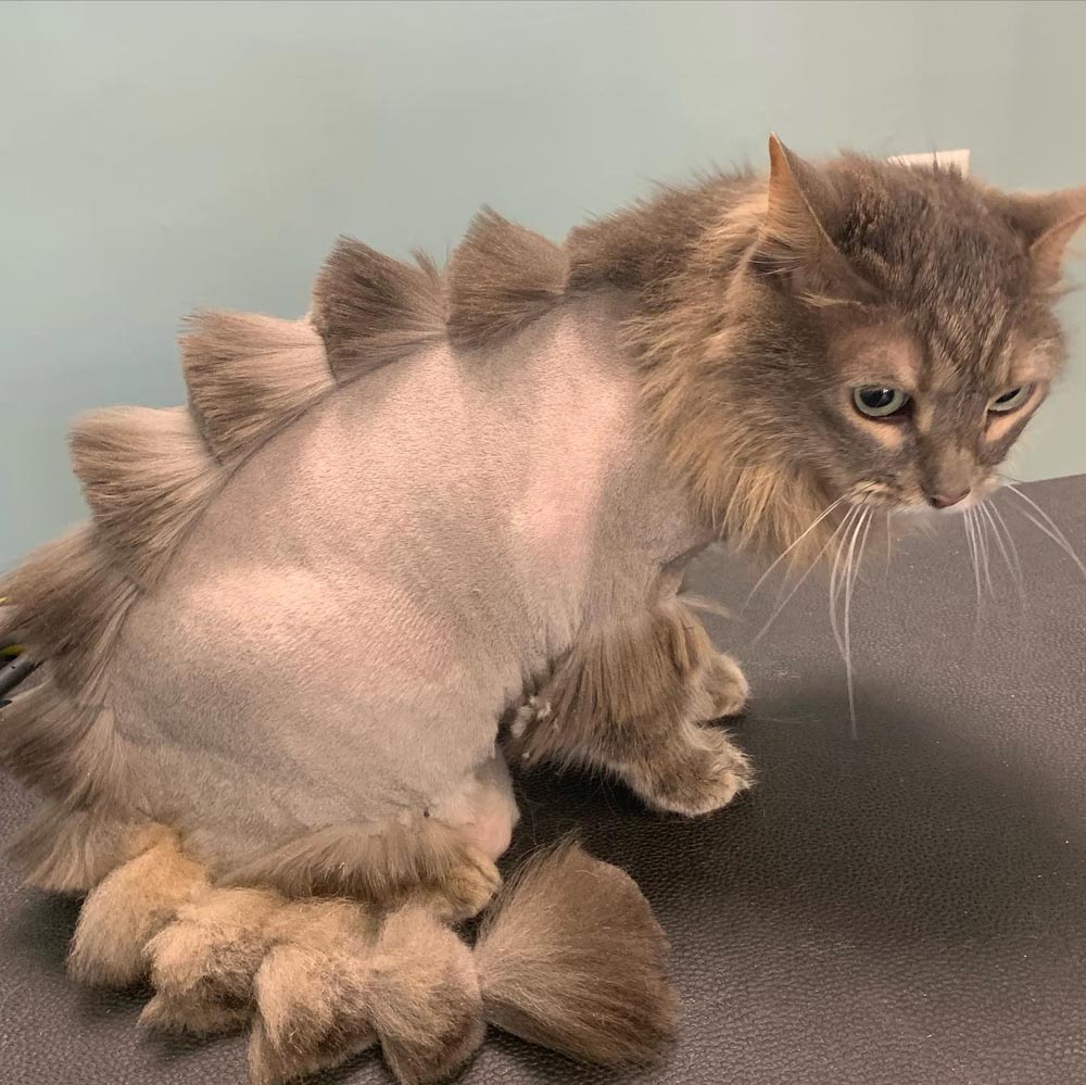 Adult Cat Haircut