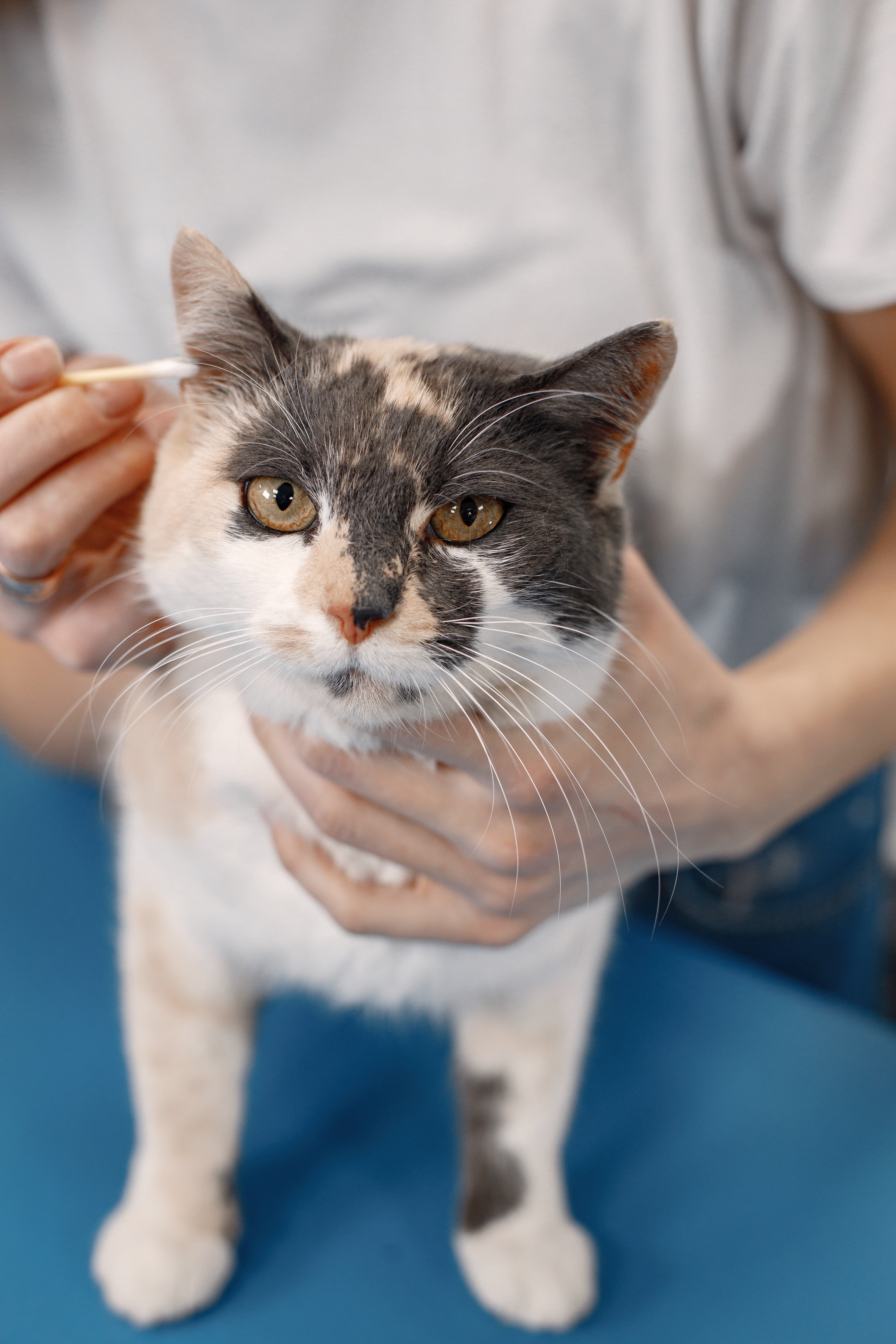 Cat Ear Cleaning