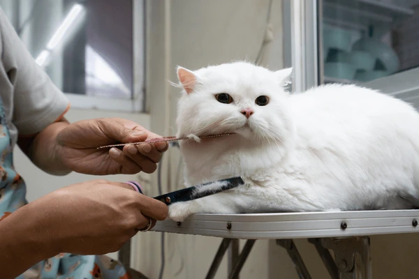 Kitten Haircut