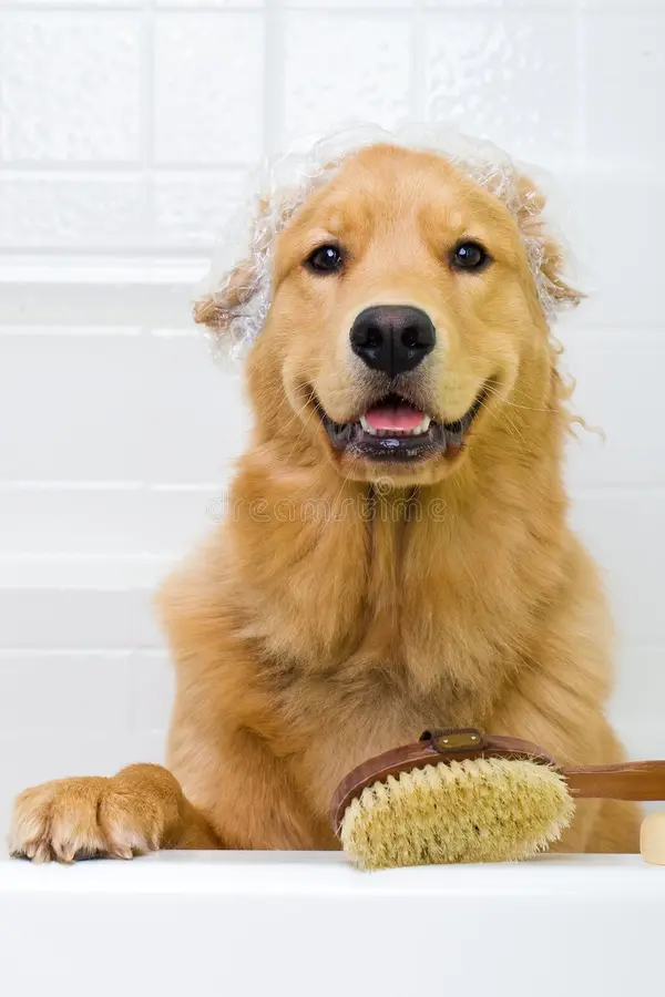 Large Dog Shower