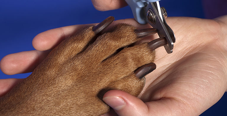 Nail Cutting (Dog)