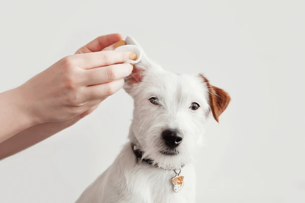 Dog Ear Cleaning