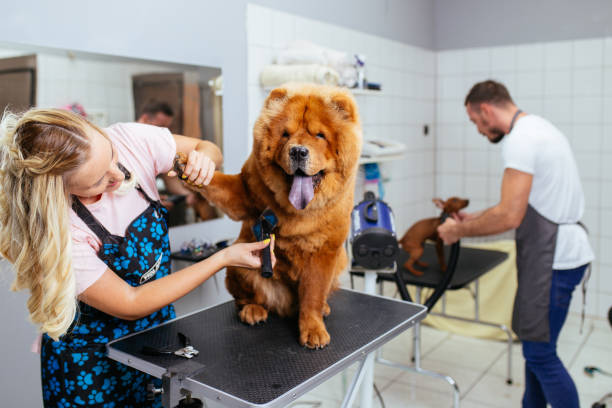 Large Dog Full Groom