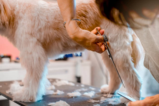 Large Dog Haircut