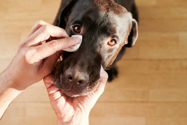 Simple Cleaning (small dog)