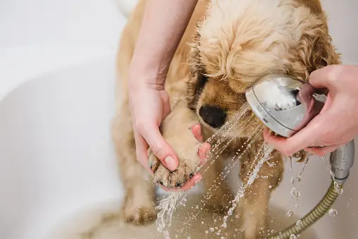 Small Dog Shower