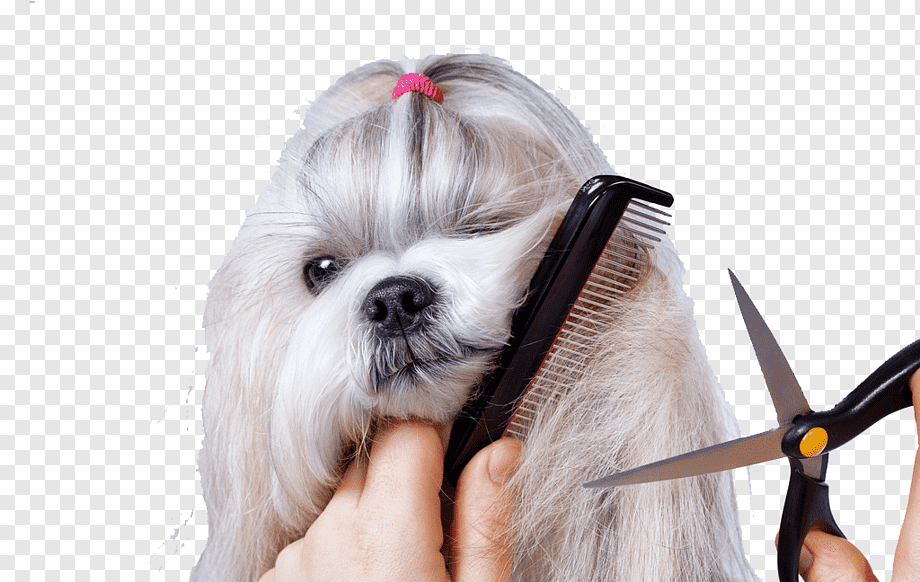 Small Dog Haircut