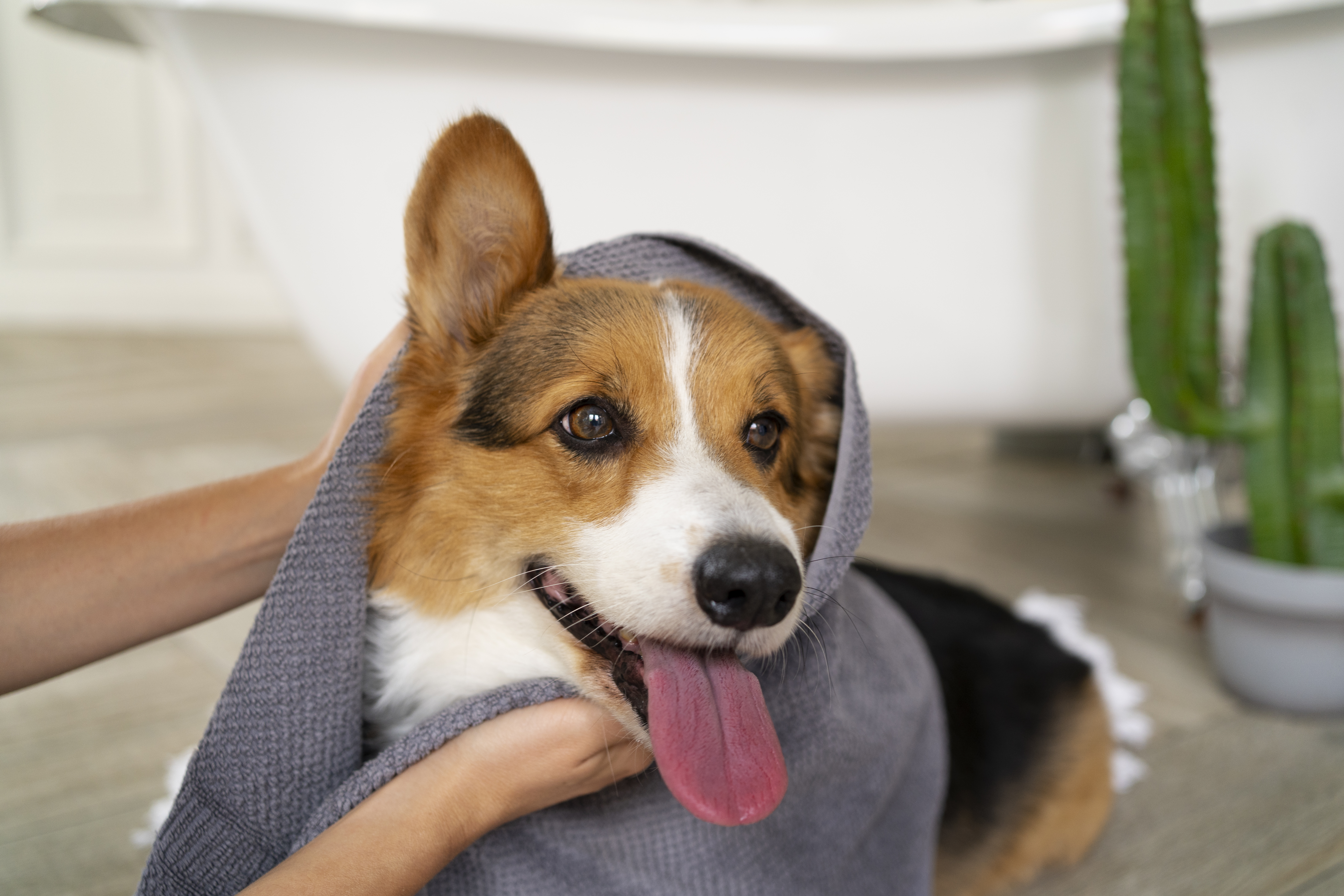 Medium Dog Shower